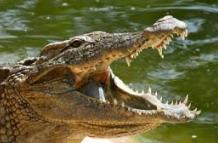 El cocodrilo le mordió la pierna a la niña de 12 años, pero no logró arrastrarla al agua. 