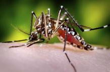 Según el Ministerio de Salud Pública (MSP), el dengue puede ser una enfermedad mortal sino tiene un manejo clínico adecuado.