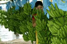 El  fusarium raza 4  es un hongo que afecta las plantaciones de banano. 