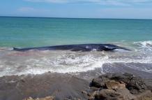Ballena de 8 metros de longitud se varó en la parroquia Chanduy, Santa Elena.