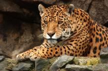 El equipamiento servirá para calcular el tamaño del hábitat de los especímenes marcados, que pueden ser tapires amazónicos, jaguares, puma, oso de anteojos, entre otros grandes mamíferos.