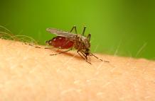 Imagen referencial. Mosquito portador del parásito causante de la malaria.