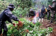 En Colombia, principal productor mundial de cocaína, había 209.000 hectáreas sembradas con hoja de coca en 2017, según un informe estadounidense divulgado a fines de junio. 