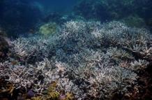 Imagen facilitada por el Centro de Excelencia de Estudios de Arrecifes Coralinos que muestra el blanqueo del coral. 