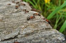 hormigas-naturaleza