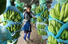 banano+producción+precios bajos