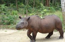 rinoceronte de sumatra
