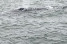 La ballena fue fotografiada por pescadores.