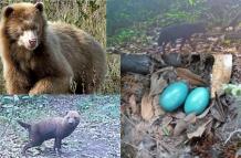 animales-salvajes-raros-video-foto-selva