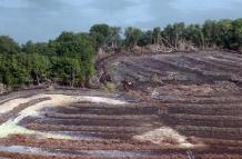 Así se visualiza la tala de 40 hectáreas de manglar en el Golfo de Guayaquil.