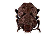 escarabajo-acorazado-diabolicus-creative-commons