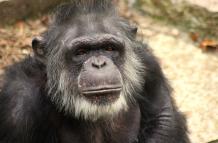 chimpance-viejo-social