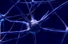 nerve-cell-2213009_1920