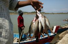 Pescado-afectado-china