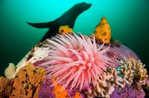 Lobo-marino-con-red-contaminacion-foto-mar-vida-marina-animales