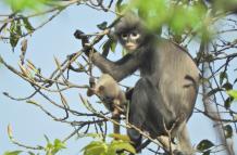 primate extincion