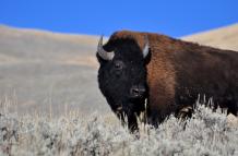 bisonte-bison-clima-calentamiento-bacterias