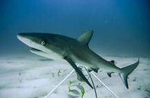 tiburon-caribe-arrecife-extincion