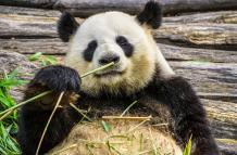 panda-oso-frio-estiercol-investigacion-cientifica