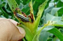 GUSANO+plantaciones de maíz+plaga