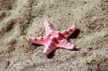 starfish-4335085_1920