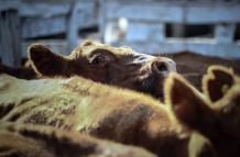 Una lagrima cae del ojo de una vaca que espera ser vendida para luego ser faenada, el 12 de enero de 2021, en el Mercado de Hacienda de Liniers, en la Ciudad de Buenos Aires (Argentina)