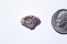 Imagen del fragmento de fémur, hallado en el sudeste de Alaska, de un perro que vivió allí hace unos 10.150 años.