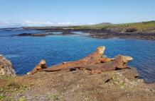 Fotografía que muestra la reinserción de 461 iguanas terrestres, en la isla Santiago, Galápagos.