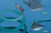 Esta imagen muestra el comportamiento en círculos de varios animales marinos.