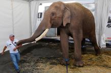 Un elefante asiático de circo, es trasladado hoy, martes al Zoológico de Culiacán desde la ciudad de Guadalajara, estado de Jalisco (México).