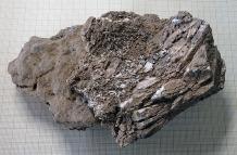 Marfil de mamut encontrado en el nivel de excavación del auriñaciense (33.000-30.000 años) en el yacimiento de la cueva francesa de Isturitz.