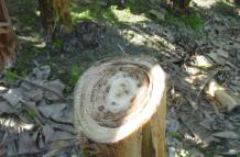 Fusarium