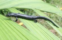 Fotografía cedida hoy por el científico Daniel Ariano-Sánchez que muestra una salamandra de la especie Bolitoglossa Qeqom, en San Cristóbal Verapaz, Alta Verapaz (Guatemala).