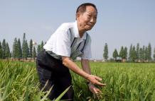 Miles de personas despidieron hoy en la ciudad de Changsha, en el centro de China, al científico chino Yuan Longping, conocido por haber desarrollado las primeras variedades de arroz híbrido y que falleció el pasado sábado a los 90 años.