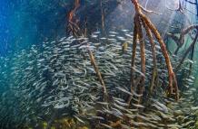 Los manglares del archipiélago ecuatoriano de Galápagos son ecosistemas claves para la diversidad de especies de peces, según un estudio revelado este martes por la Fundación Charles Darwin, la Universidad de California y con el apoyo de la Dirección del