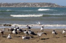 Un grupo de aves marinas es vista en una playa.