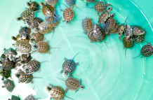 Tortugas
