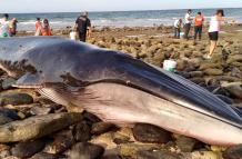 Vista del varamiento y muerte de una ballena de aleta o rorcual común (Balaenoptera physalus), ocurridos esta semana en Puerto Peñasco, en el estado de Sonora.