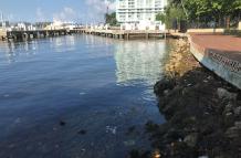 Registro este miércoles de las orillas de la Bahía Vizcaína, en el que se aprecia la contaminación por plásticos y algas tóxicas, en Miami (Florida, EE.UU.).