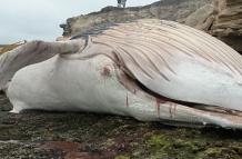 Ballena muerta