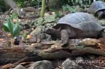 El vídeo se filmó en julio del año pasado en los bosques de la isla de Frégate (Seychelles).