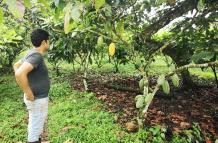 cacao nacional