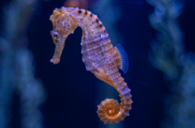 Caballito de mar