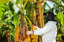 Fusarium