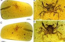 El descubrimiento de un cangrejo casi perfectamente conservado en un ámbar de 100 millones de años, el más antiguo de aspecto moderno jamás encontrado, esclarece la historia evolutiva de estos crustáceos.