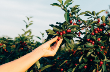 Frutos rojos