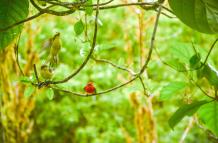 pajaros brujo