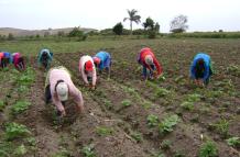 agro