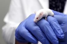 ratones