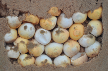huevos de tortuga
